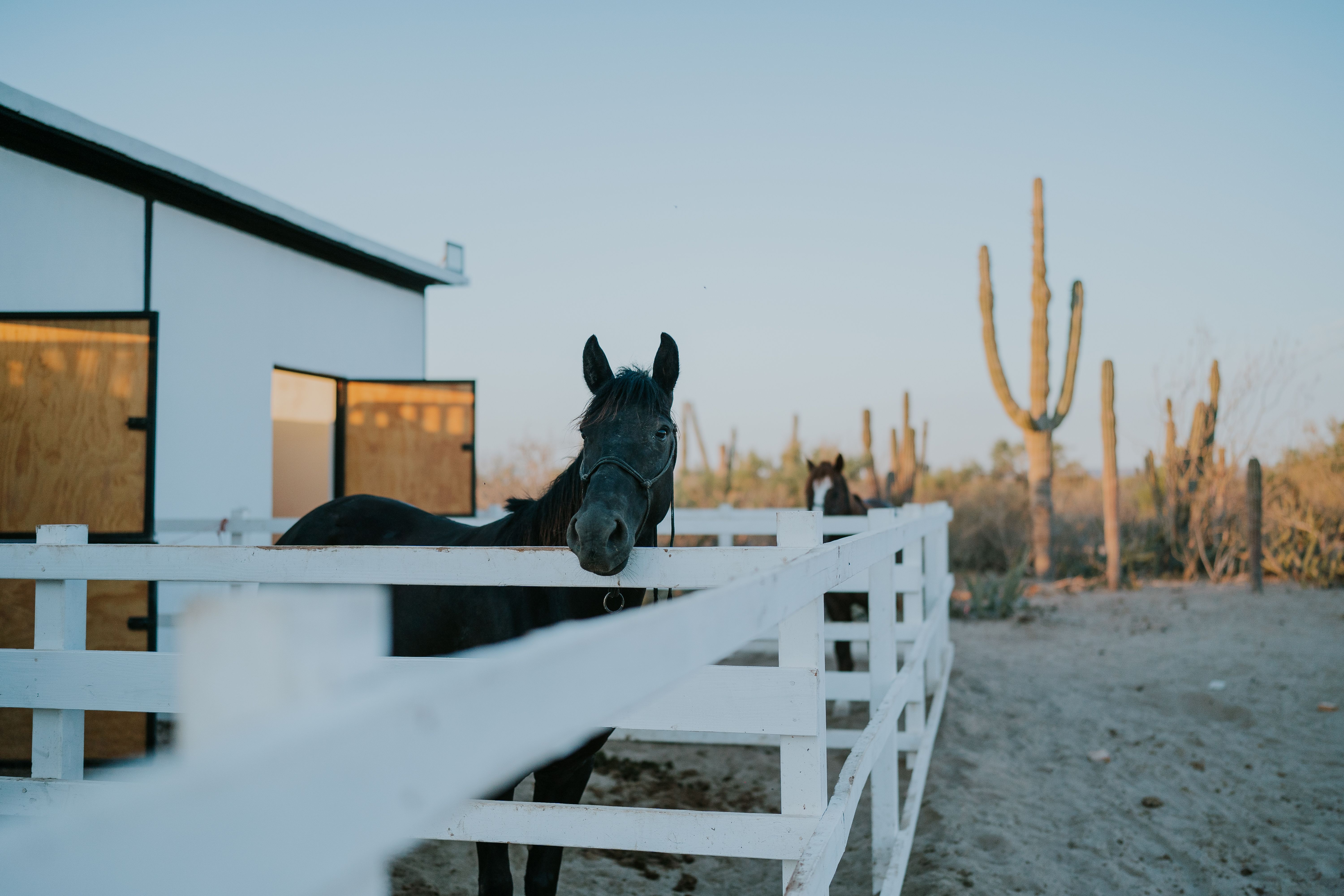 Horse in a fenced desert property with cacti