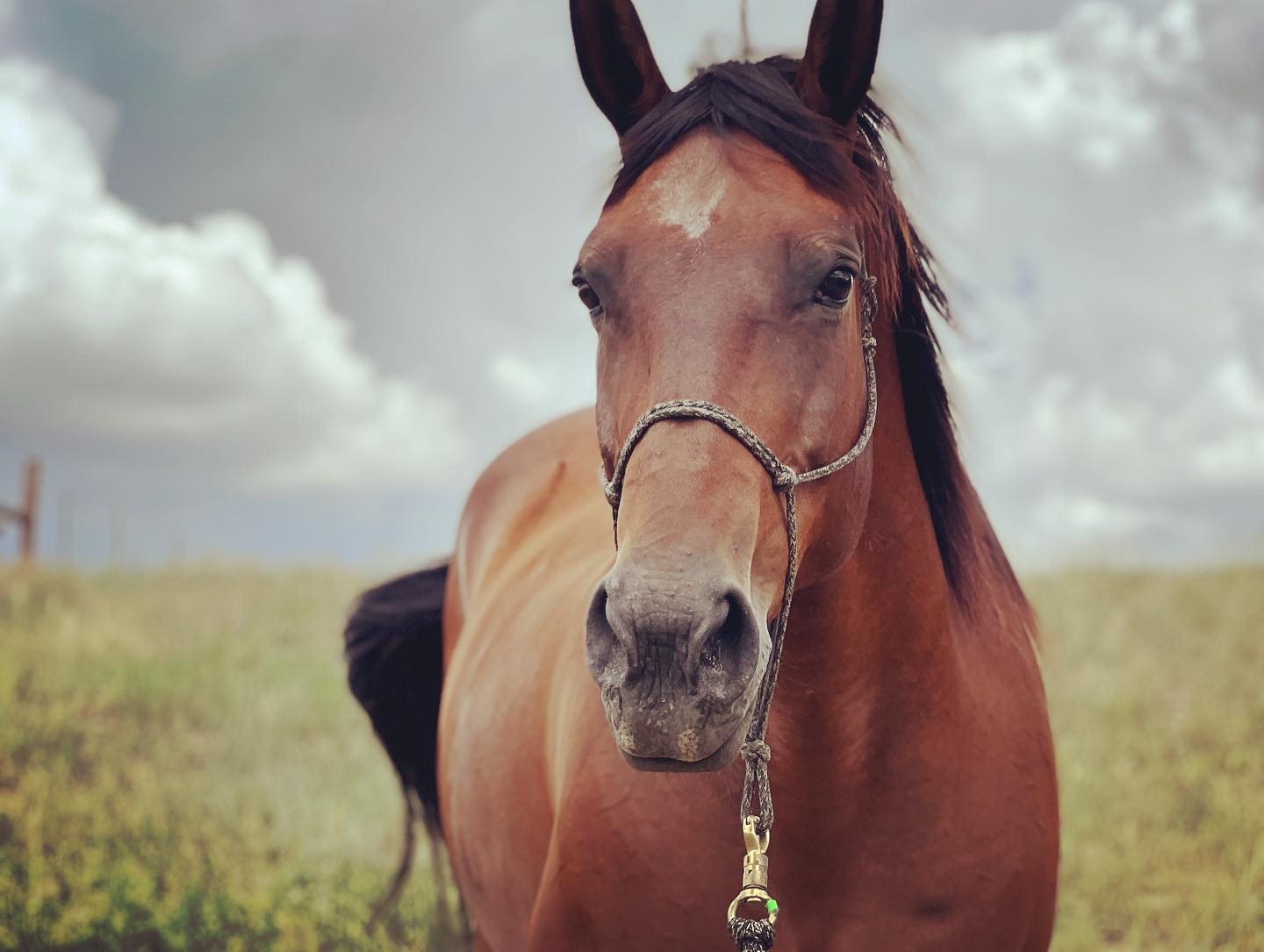 Bay horse wearing a rope halter beneath a cloudy sky