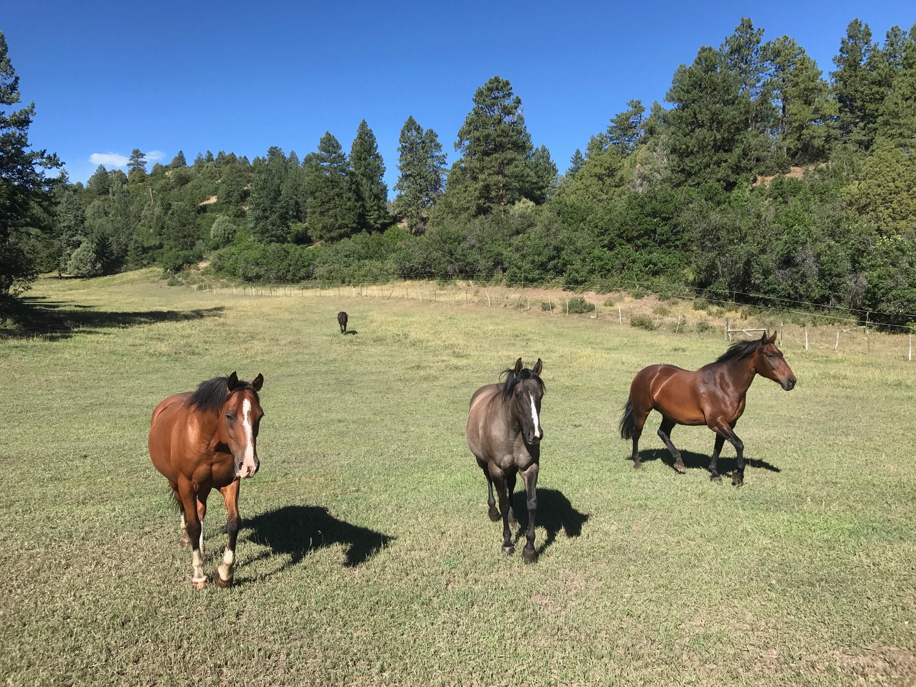Horses in a Colorado pasture bordered by pine trees