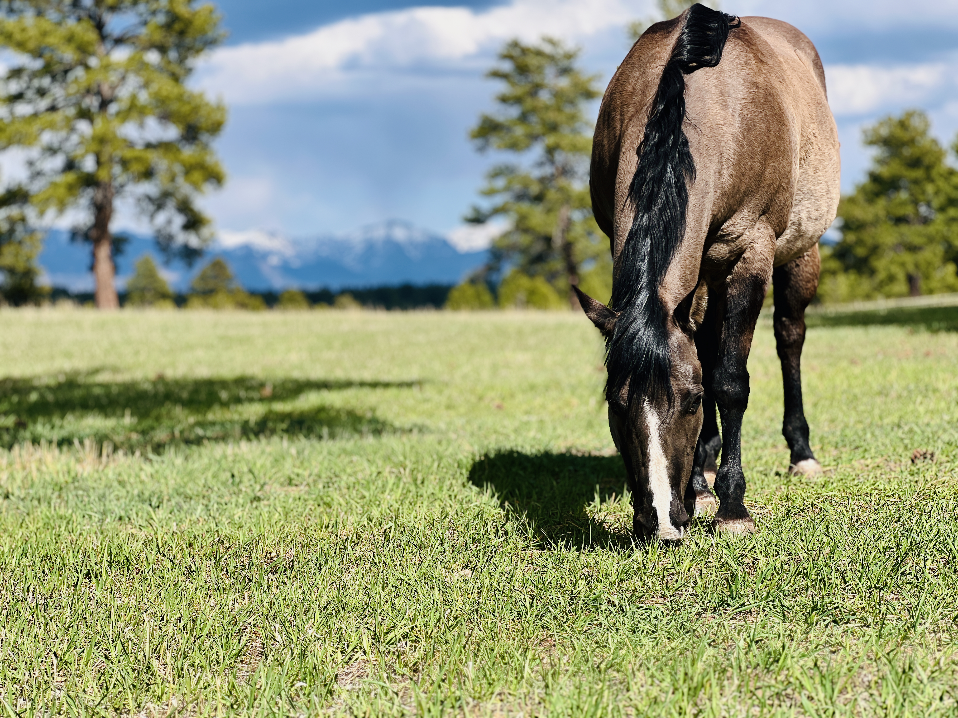 Horse grazing in a mountain pasture
