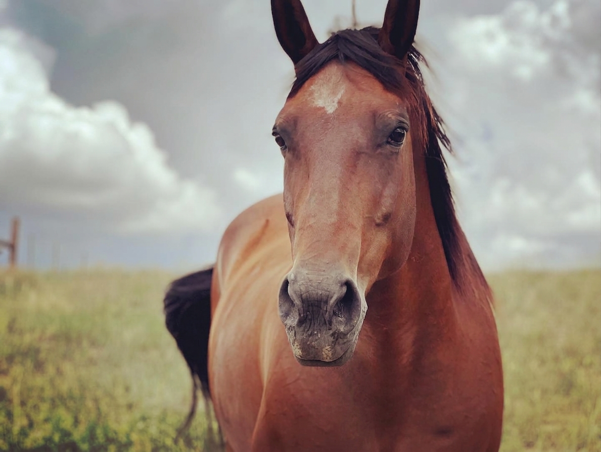 Bay horse looking toward the camera in an open pasture.