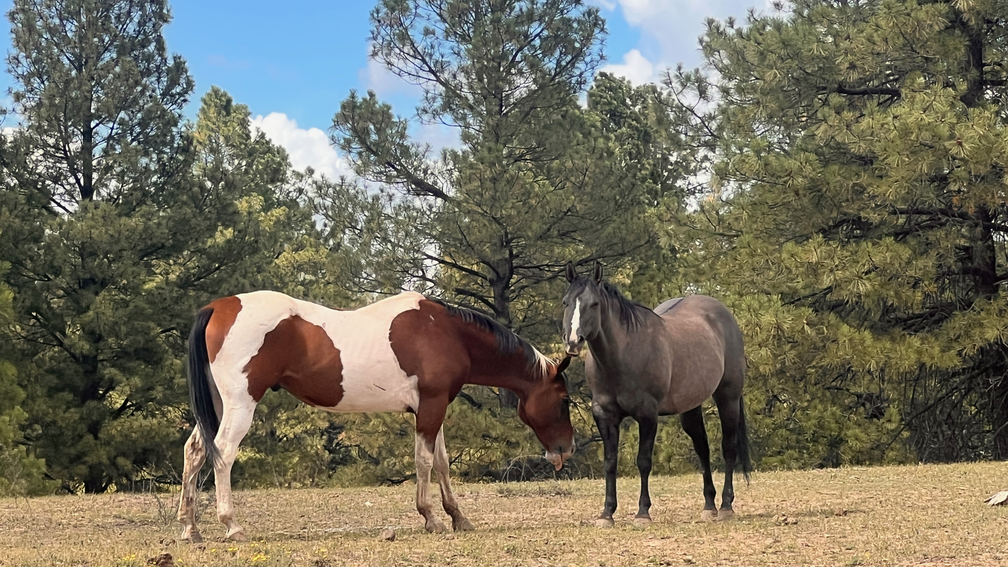 Horses in the pines at Elk Canyon Ranch
