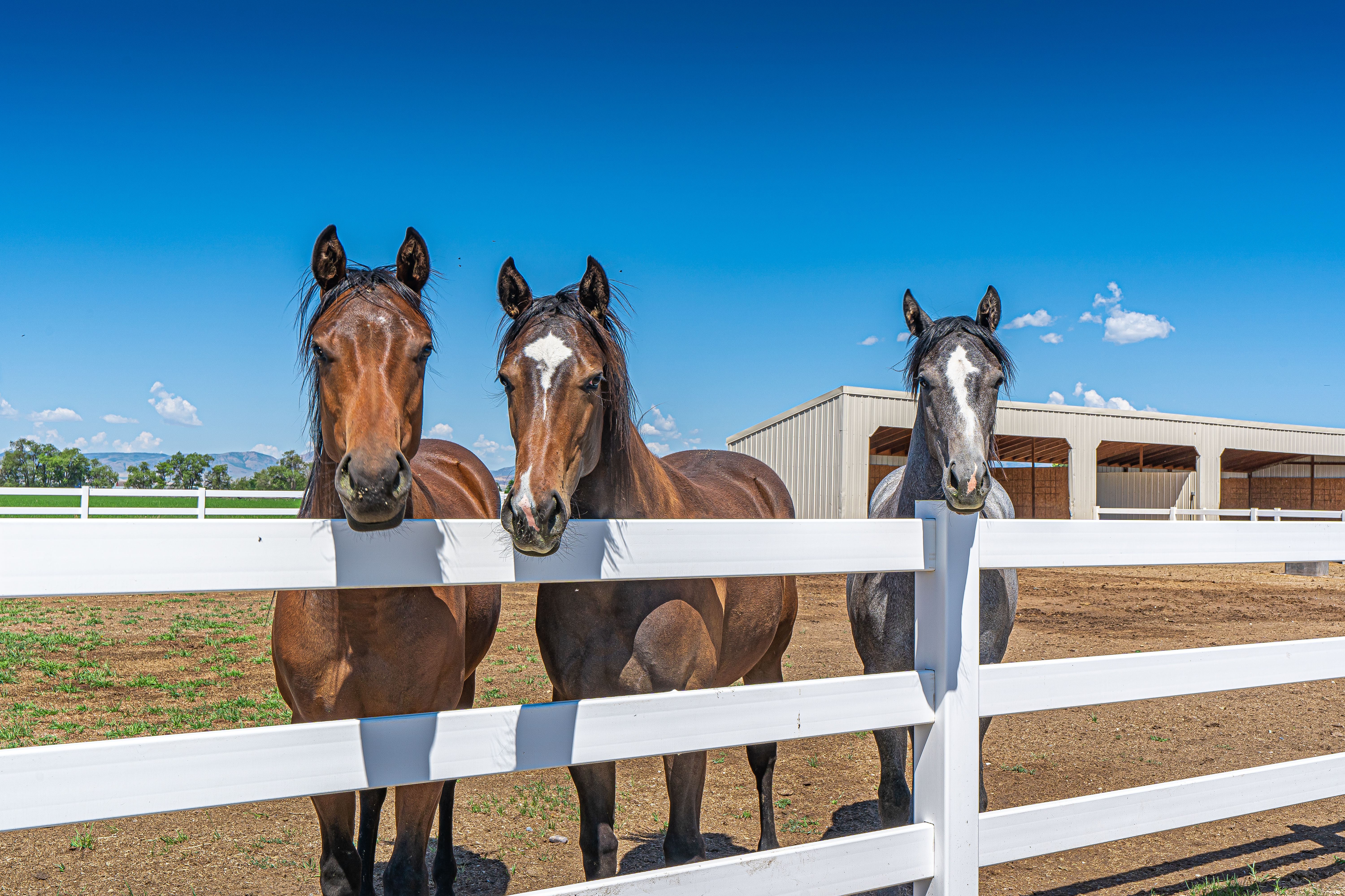 Three horses looking over a white pasture fence