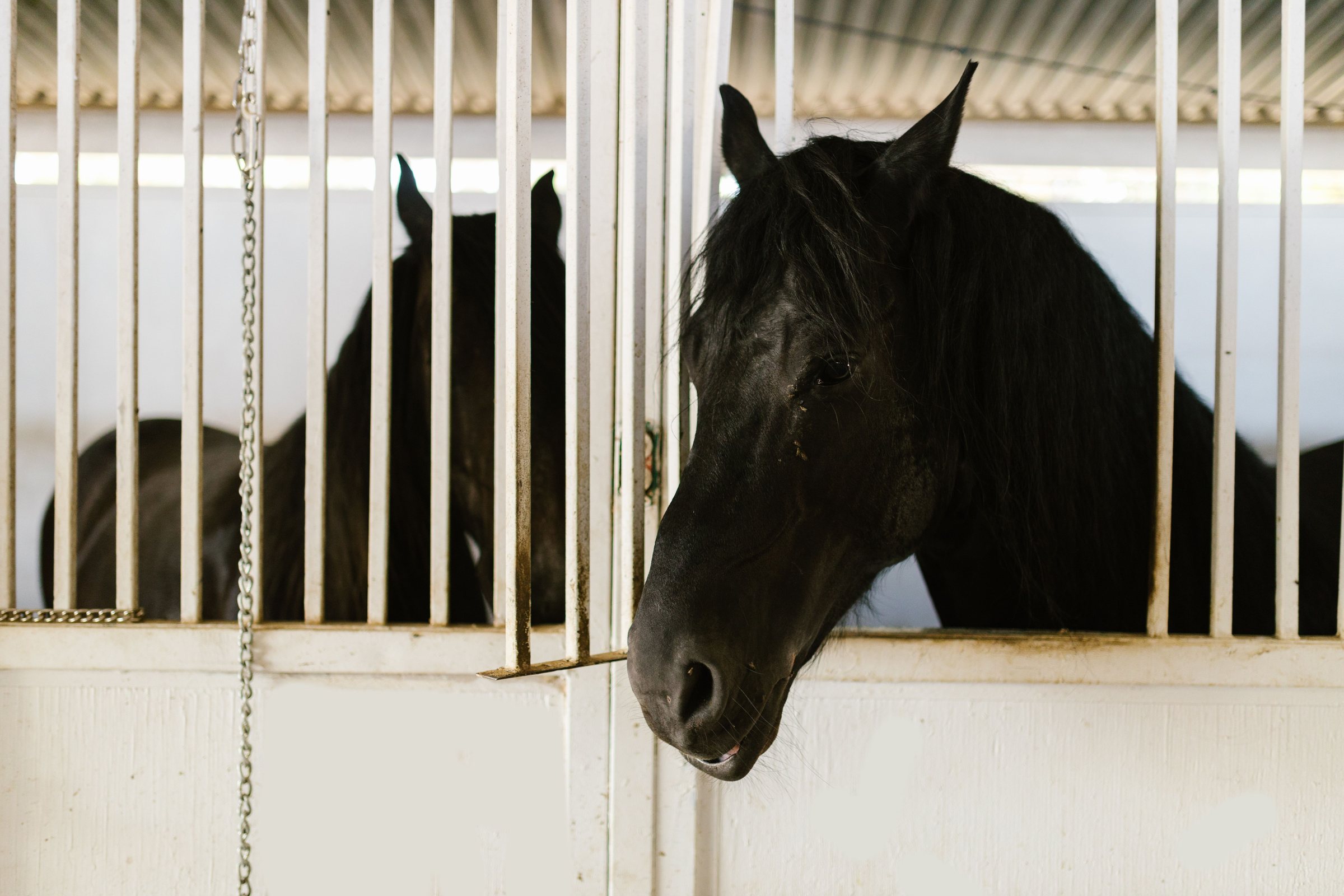 Horses standing behind stall bars