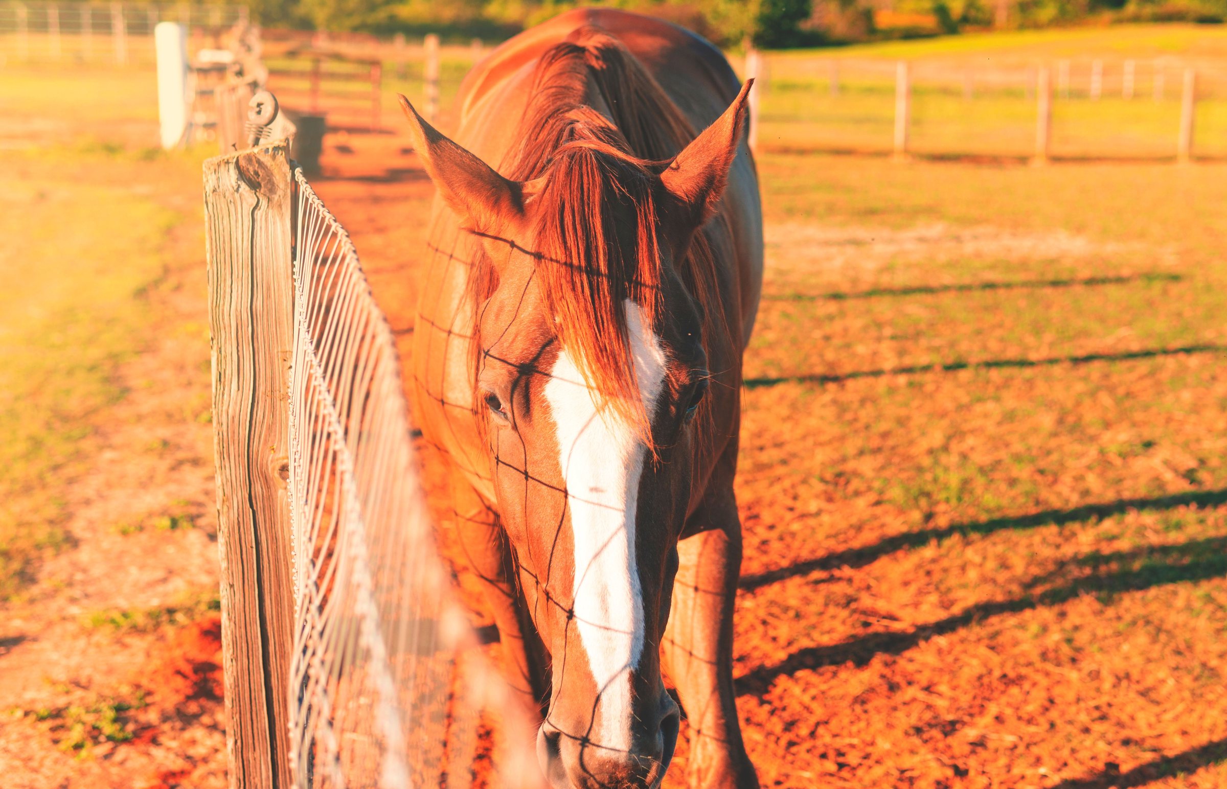 Horse standing beside a fence in warm sunlight