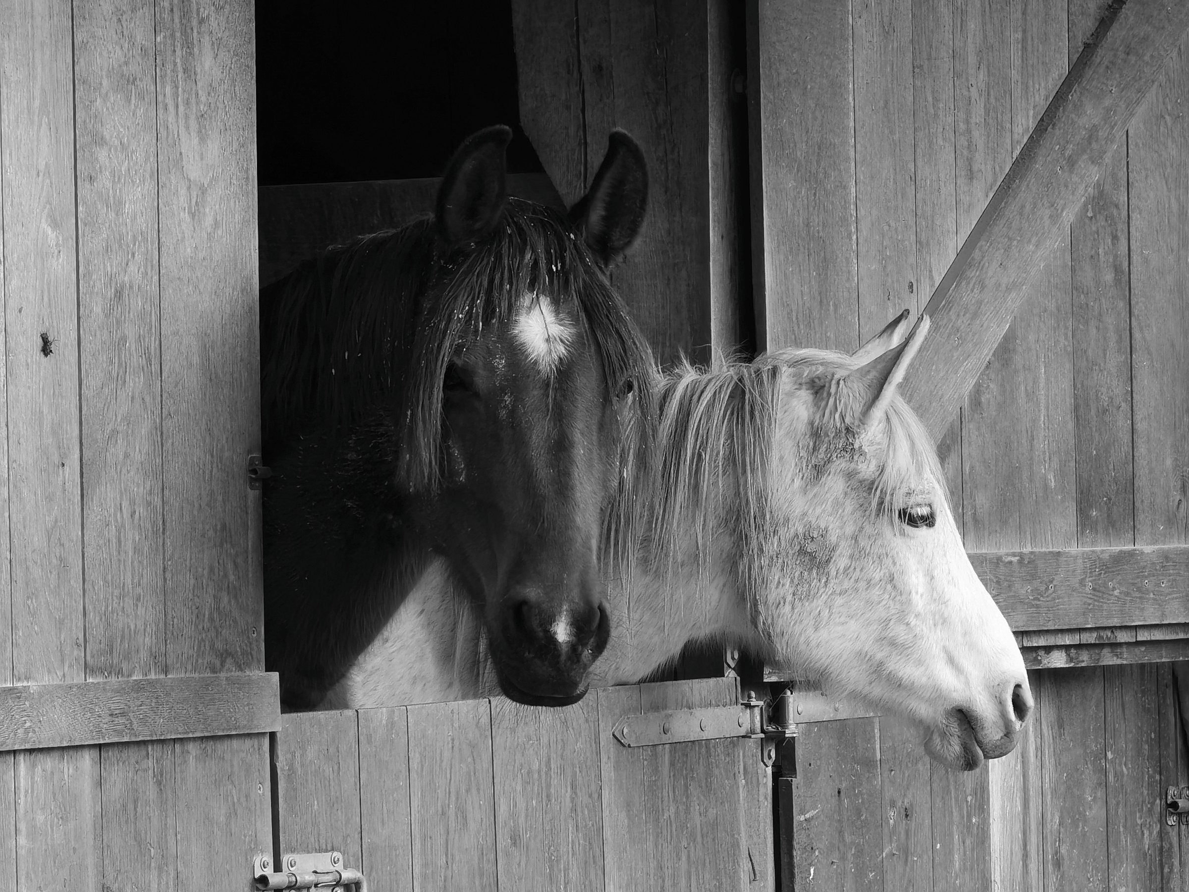 Two horses looking out from a barn doorway