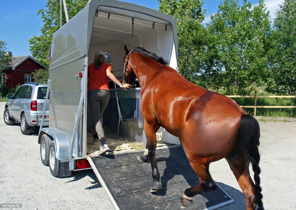 Horse loading into a trailer
