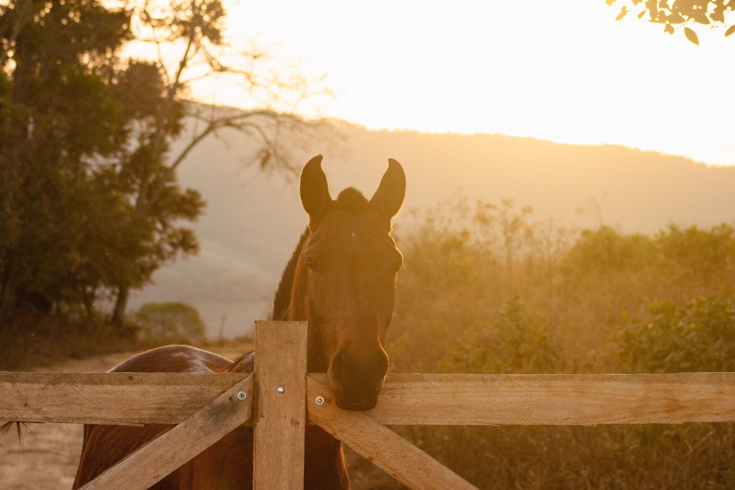 Horse ears at sunset over a pasture fence