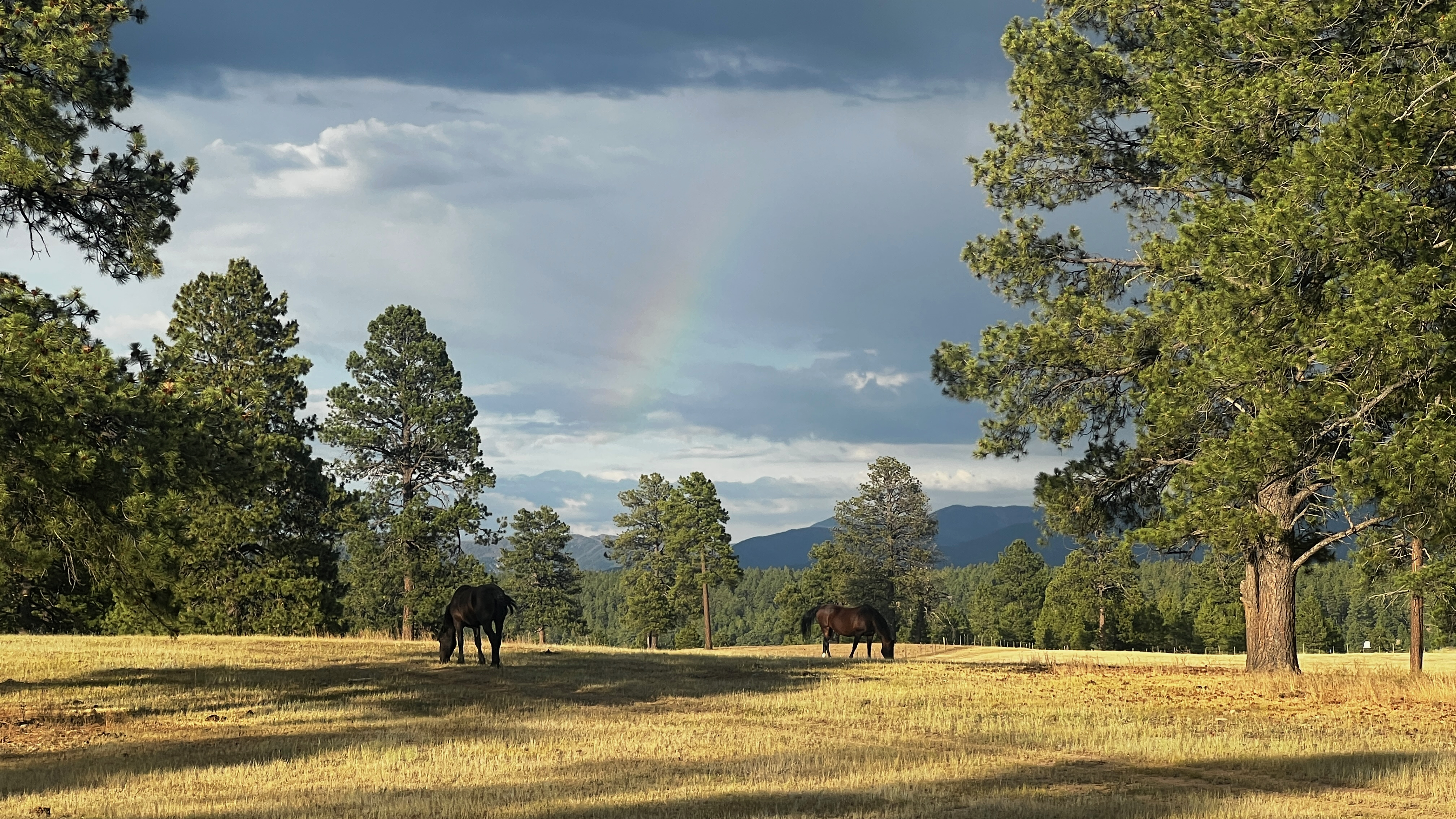 Horses grazing in a mountain landscape
